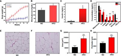 miR-10a-3p modulates adiposity and suppresses adipose inflammation through TGF-β1/Smad3 signaling pathway